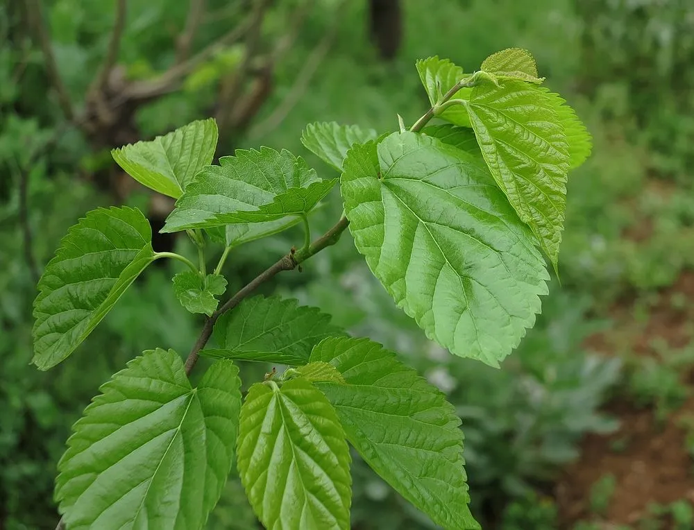 Understanding Mulberry Leaf Extract Benefits
