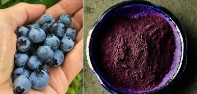 Blueberry Powder vs. Fresh Blueberries: A Comprehensive Comparison
